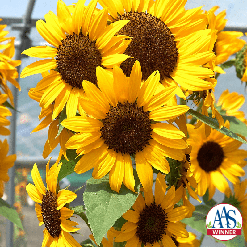 Sunflower-Concert-Bell-Logo.png